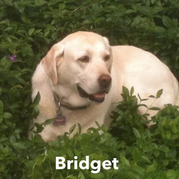 Bridget