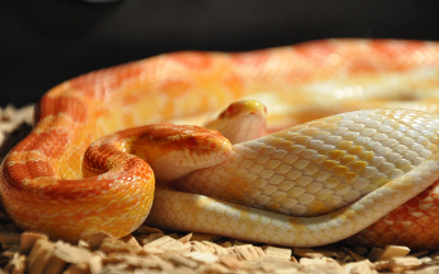 image for World Snake Day!